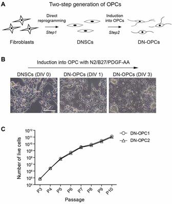 Two-Step Generation of Oligodendrocyte Progenitor Cells From Mouse Fibroblasts for Spinal Cord Injury